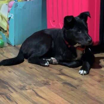 Mixed Breed Dogs Available for Adoption in Sioux Falls, South Dakota - Layla | PetCurious