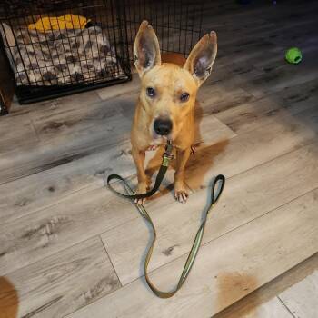 Terrier Dogs Available for Adoption in Oswego, Illinois - Zoran | PetCurious