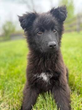 Labrador Retriever and Pomeranian Dogs Available for Adoption in Doylestown, Pennsylvania - Walter | PetCurious