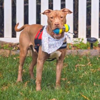 JD *Beavis* -  Terrier and Mixed Breed Dog for Adoption in Flintstone, Maryland - JD *Beavis* | PetCurious