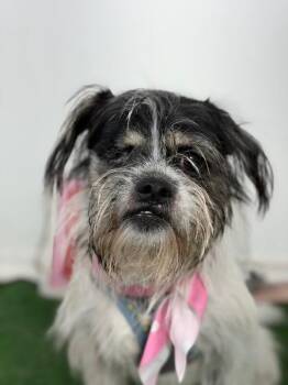 Michi-One of our Amazing Rescue Dogs -  Shih Tzu and Lhasa Apso Dog for Adoption in Carlsbad, California - Michi-One Of Our Amazing Rescue Dogs | PetCurious