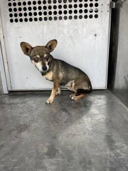 Chihuahua Dogs Available for Adoption in Victorville, California - Sparkles | PetCurious