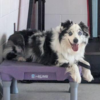 Charlie aka Dunkin 4962 -  Australian Shepherd Dog for Adoption in Loxahatchee Groves, Florida - Charlie Aka Dunkin 4962 | PetCurious