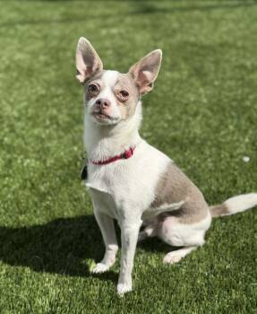 Chihuahua Dogs Available for Adoption in Delson, Quebec - Paul | PetCurious