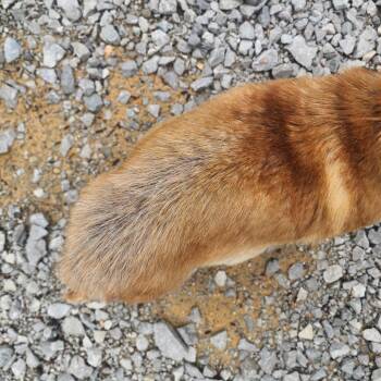 Chihuahua Dogs Available for Adoption in Evensville, Tennessee - Chloe | PetCurious
