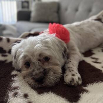 Hannah -  Shih Tzu Dog for Adoption in Villa Park, California - Hannah | PetCurious