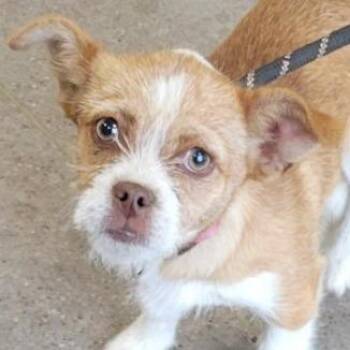 Mixed Breed Dogs Available for Adoption in Las Cruces, New Mexico - Mazzy | PetCurious
