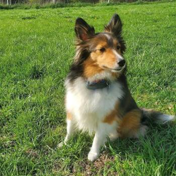 Shetland Sheepdog Sheltie Dogs Available for Adoption in Dublin, Ohio - Luna | PetCurious
