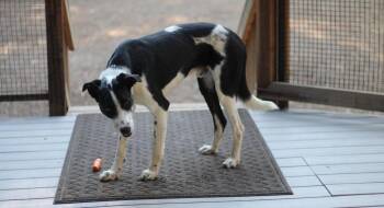 Wall_E -  Border Collie Dog for Adoption in Paso Robles, California - Wall_E | PetCurious