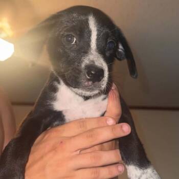 Tinky -  Boxer Dog for Adoption in West Islip, New York - Tinky | PetCurious
