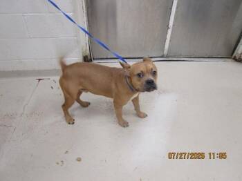 Mj(301) -  French Bulldog Dog for Adoption in Marietta, Georgia - Mj(301) | PetCurious