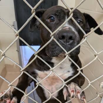 Mixed Breed Dogs Available for Adoption - Willie | PetCurious