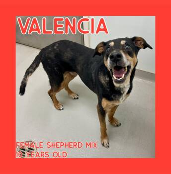 Rescue Shepherd Dogs for Adoption in Danville, Indiana - Valencia | PetCurious