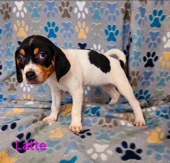 Latte -  Hound Dog for Adoption in Wabash, Indiana - Latte | PetCurious