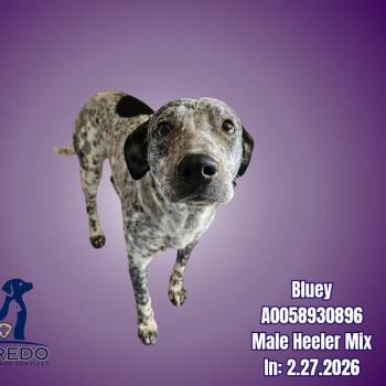 Australian Cattle Dog Blue Heeler and Mixed Breed Dogs Available for Adoption in Bedford Park, Illinois - Bluey | PetCurious
