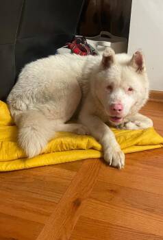 Falkor -  Akita and Siberian Husky Dog for Adoption in Merrillville, Indiana - Falkor | PetCurious