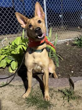 Choo Choo -  German Shepherd Dog Dog for Adoption in Cleveland, Ohio - Choo Choo | PetCurious