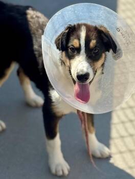 Ducklas Stuyvesant -  Australian Cattle Dog Blue Heeler and Border Collie Dog for Adoption in Fort Lupton, Colorado - Ducklas Stuyvesant | PetCurious
