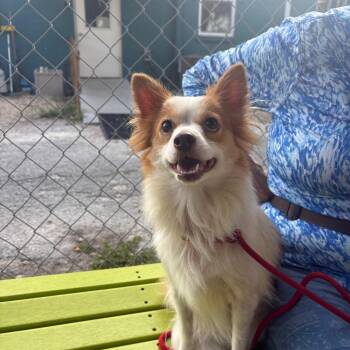 Amber -  Chihuahua and Mixed Breed Dog for Adoption in Port Richey, Florida - Amber | PetCurious