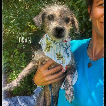 Rescue Chihuahua and Terrier Dogs for Adoption in Sebring, Florida - Toran | PetCurious