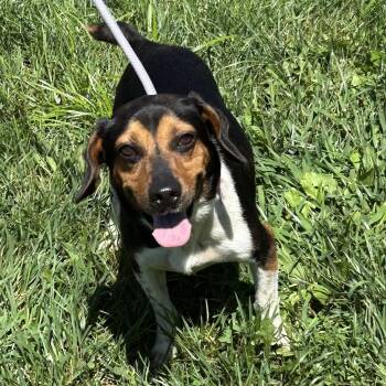 Gary 2026 -  Beagle Dog for Adoption in Cincinnati, Ohio - Gary 2026 | PetCurious