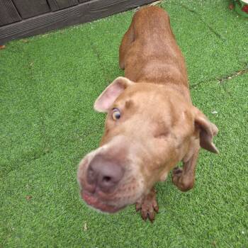 Myla 6662 -  Mixed Breed Dog for Adoption in Loxahatchee Groves, Florida - Myla 6662 | PetCurious