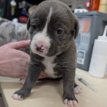 Taffy -  Mixed Breed Dog for Adoption in Ardmore, Oklahoma - Taffy | PetCurious