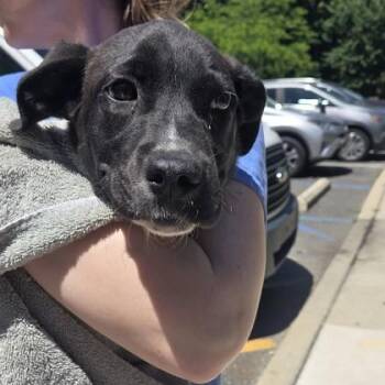 Tito -  Labrador Retriever and Mixed Breed Dog Available for Adoption in Voorhees Township, New Jersey - Tito | PetCurious