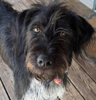 Steven Tyler -  German Wirehaired Pointer Dog for Adoption in Kiowa, Oklahoma - Steven Tyler | PetCurious