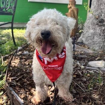 Charlie -  Poodle Dog for Adoption in Laredo, Texas - Charlie | PetCurious