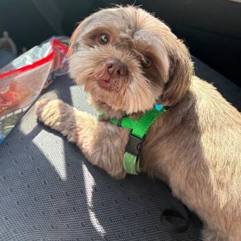 Nala -  Shih Tzu Dog for Adoption in Chicago, Illinois - Nala | PetCurious