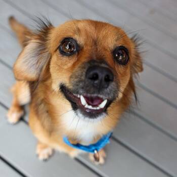 Chihuahua and Mixed Breed Dogs Available for Adoption in Bradenton, Florida - Rainbow | PetCurious