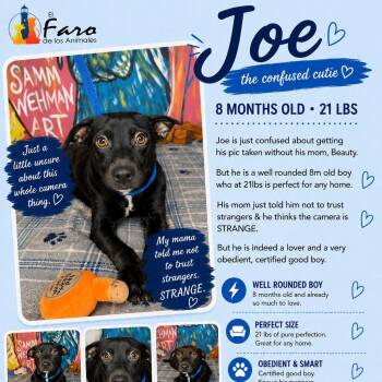 Joe -  Labrador Retriever and Jack Russell Terrier Dog for Adoption in Punta Santiago, Humacao - Joe | PetCurious