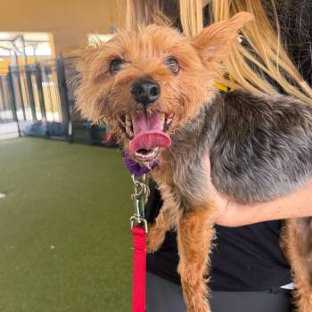 Snickers -  Yorkshire Terrier Dog for Adoption in West Palm Beach, Florida - Snickers | PetCurious