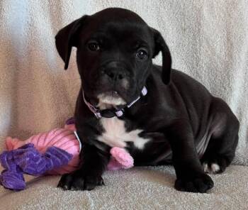 Bell -  Bulldog and Pit Bull Terrier Dog for Adoption in San Tan Valley, Arizona - Bell | PetCurious