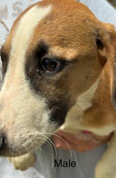 Rescue Hound Dogs for Adoption in Zimmerman, Minnesota - Derby Cake | PetCurious