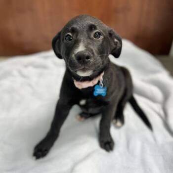 Zebra Cake -  Mixed Breed Dog for Adoption in State College, Pennsylvania - Zebra Cake | PetCurious