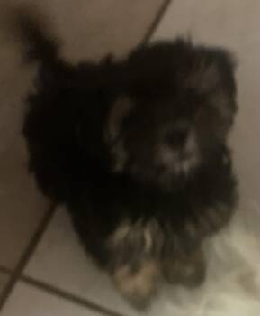 Mikie -  Morkie Dog for Adoption in Moreno Valley, California - Mikie | PetCurious