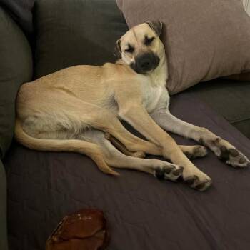 Gouda -  Terrier Dog for Adoption in San Diego, California - Gouda | PetCurious