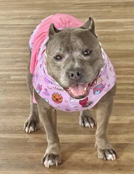 Rescue American Bully Dogs for Adoption in La Habra, California - Izzy | PetCurious
