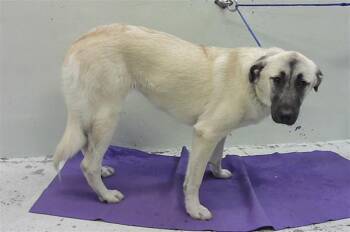 Anatolian Shepherd and Mixed Breed Dogs Available for Adoption in Houston, Texas - FANNIE | PetCurious