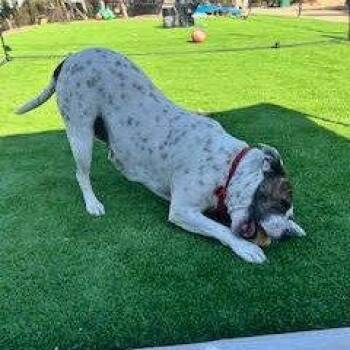 Pit Bull Terrier Dogs Available for Adoption in Oceanside, California - *** Bessie | PetCurious