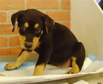 A2092907 -  German Shepherd Dog and Staffordshire Bull Terrier Dog for Adoption in Houston, Texas - A2092907 | PetCurious