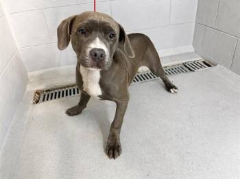 American Bulldog and Mixed Breed Dogs Available for Adoption in Winter Haven, Florida - JOCK | PetCurious