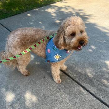 Rescue Goldendoodle Dogs for Adoption in Phenix City, Alabama - Cinnamon | PetCurious