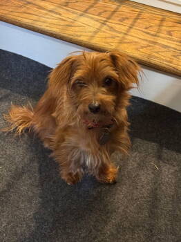 Rescue Yorkshire Terrier Dogs for Adoption in East Greenville, Pennsylvania - Ginger | PetCurious