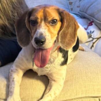 Beagle Dogs Available for Adoption - Copper | PetCurious