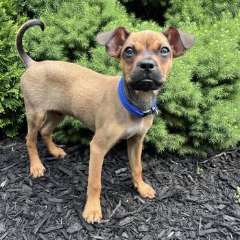 Diego -  Boston Terrier and French Bulldog Dog for Adoption in Toronto, Ontario - Diego | PetCurious