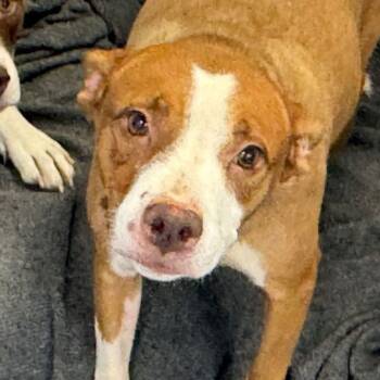 Indie -  American Bulldog Dog for Adoption in Kingman, Arizona - Indie | PetCurious