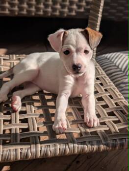 Chihuahua and Terrier Dogs Available for Adoption in Plainfield, Illinois - Cosie | PetCurious
